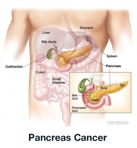 pancreas