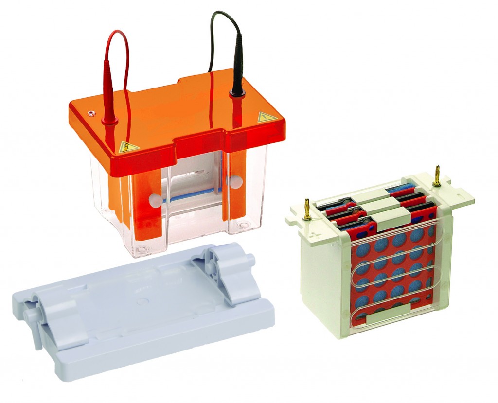 Vertical Electrophoresis