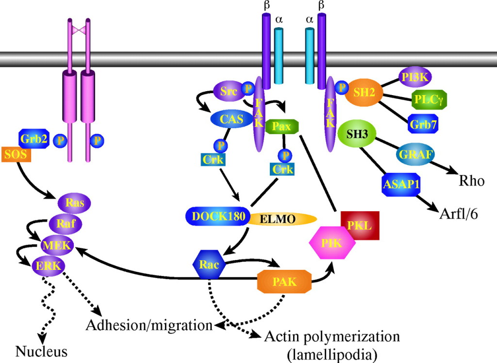 FAX pathway