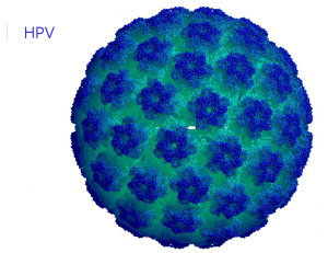 hpv-virus