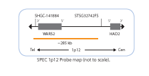 Chromosome-Enumeration-1