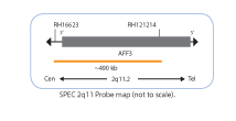 Chromosome-Enumeration-2