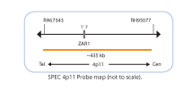 Chromosome-Enumeration-3