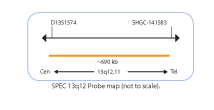 Chromosome-Enumeration-4