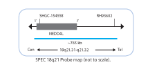 Chromosome-Enumeration-5