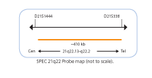 Chromosome-Enumeration-6