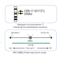 Her2-cen-17-probe