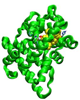 estrogen Receptor