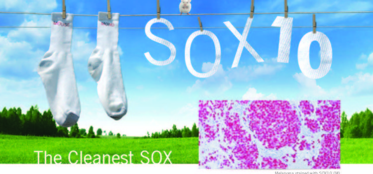 SOX10 Mouse Monoclonal Antibody