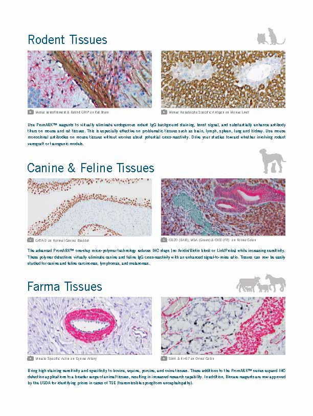 animal IHC_Page_3