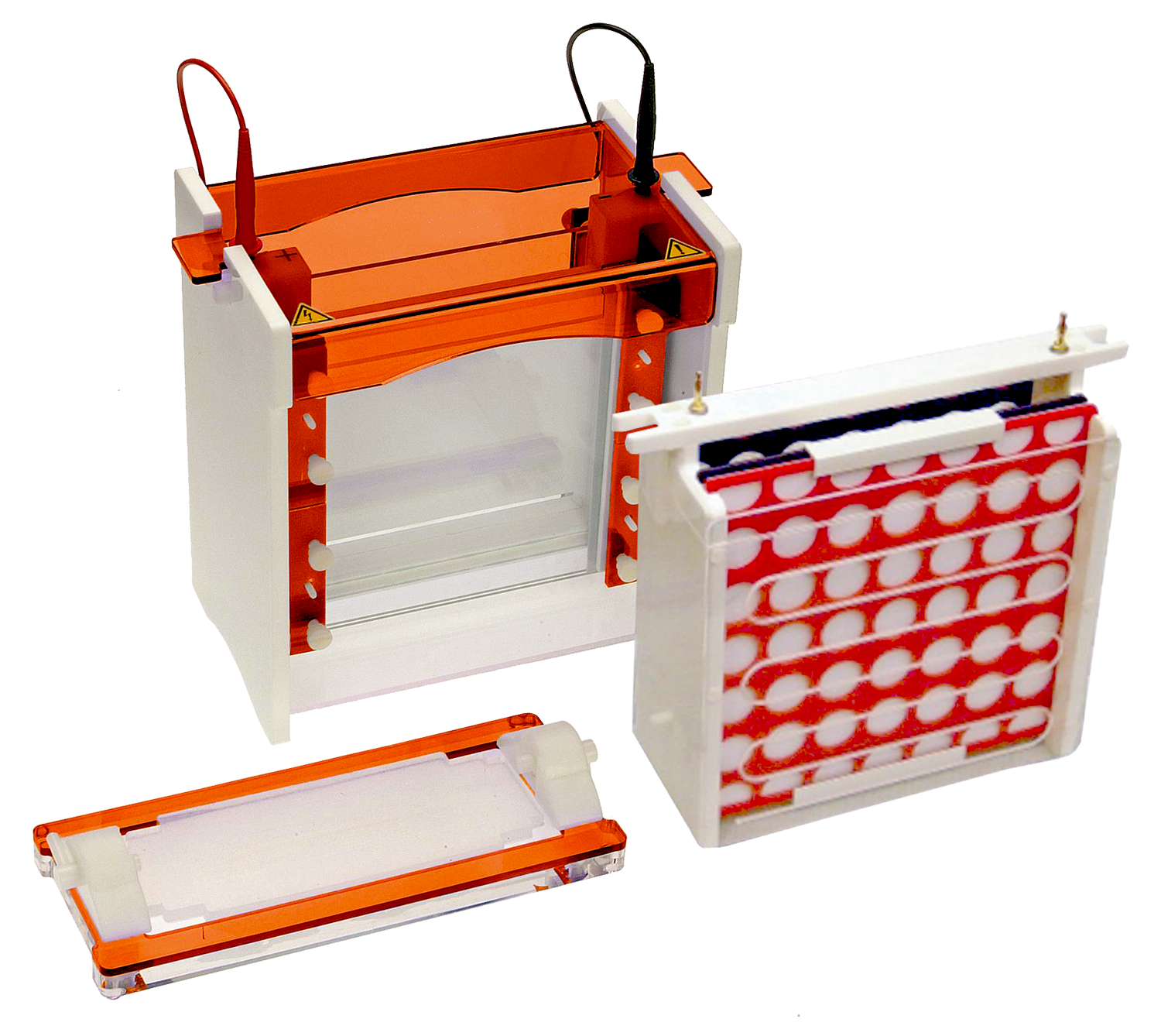 Western Blot Electrophoresis