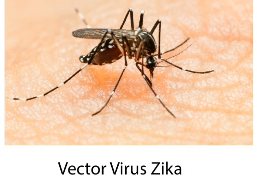 Virus zika,  mirip demam berdarah tapi beda