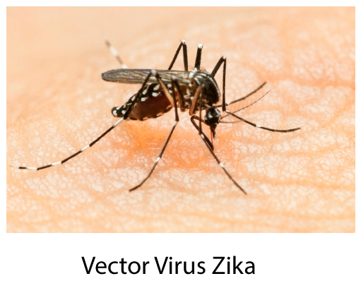 virus-zika-vector