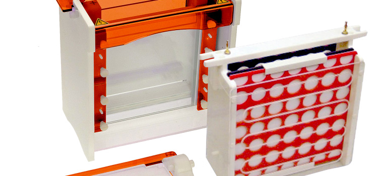 Western Blot Electrophoresis